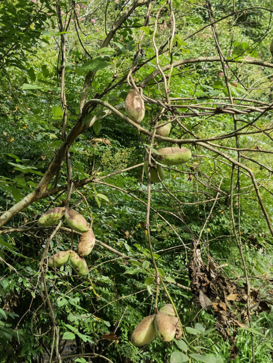 八月瓜花苞图片图片