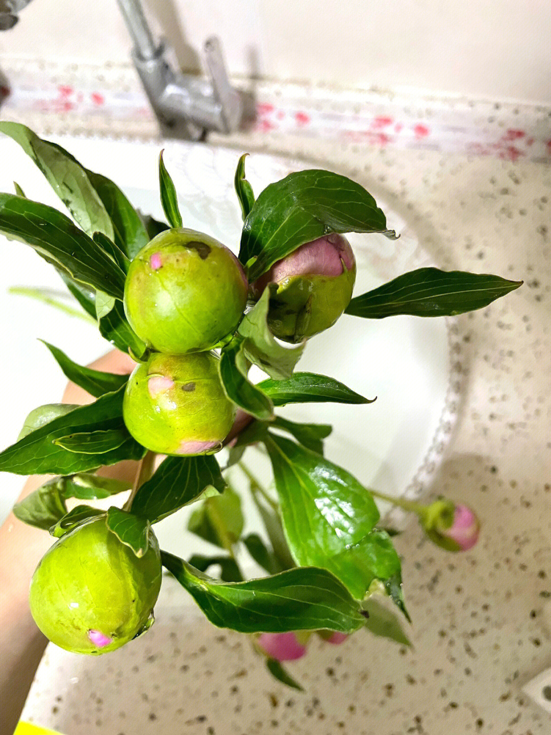 铁蛋开花芍药五月花神名不虚传