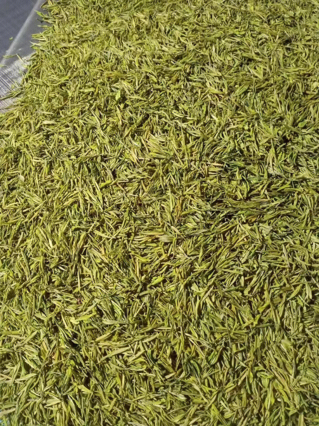 春茶95上市,老爸自己种的黄茶——中黄3号中黄3号这个品种的茶叶