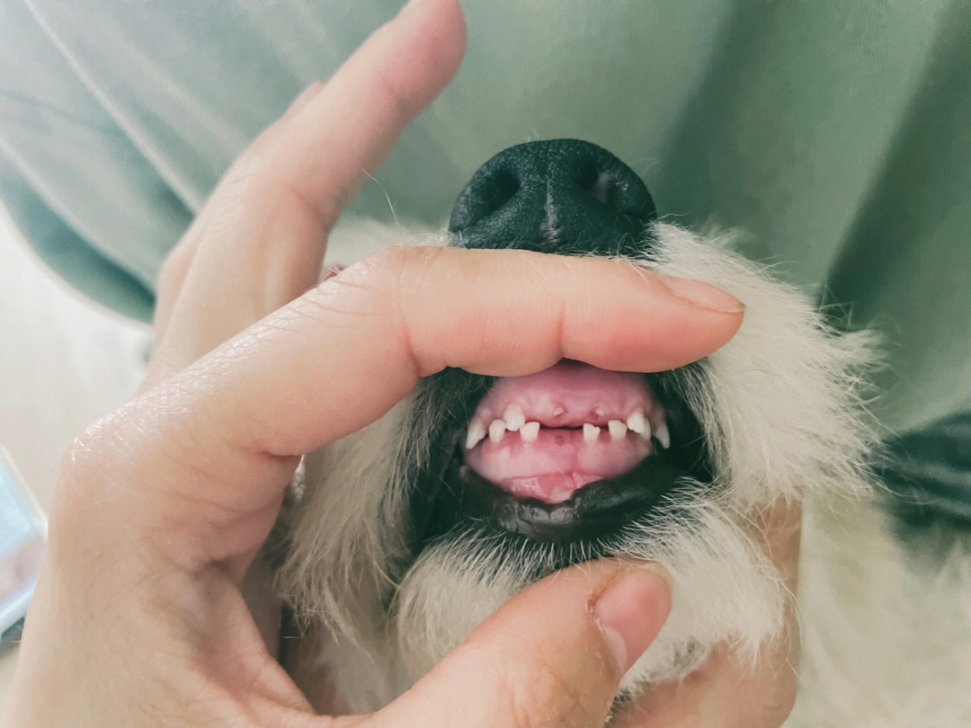 我的修狗竟然开始换牙了