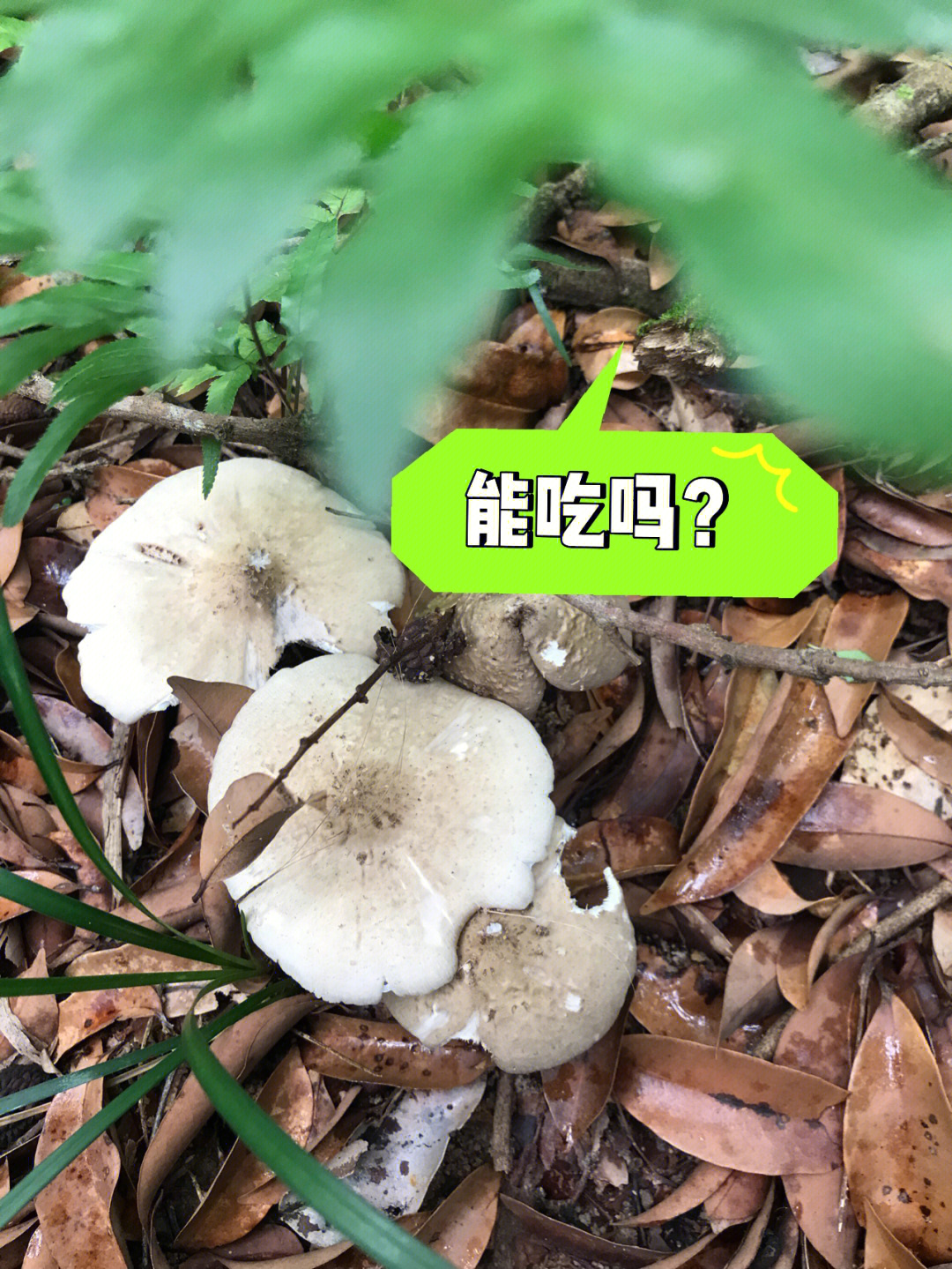 黑炭菇能吃吗图片