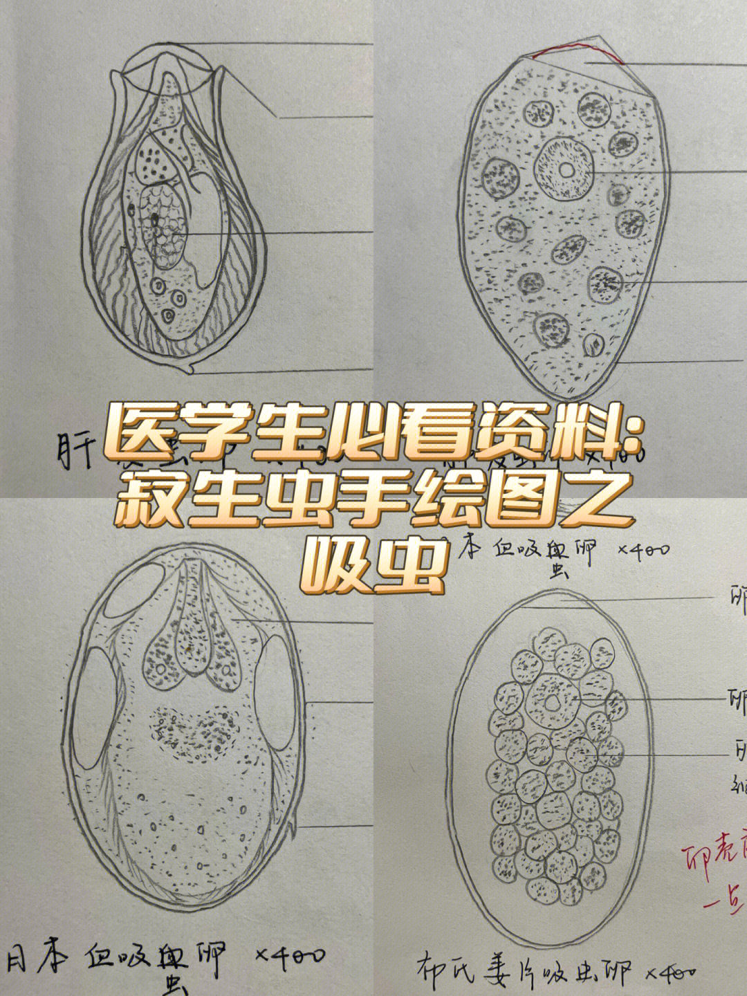 肝吸虫卵绘图铅笔图片