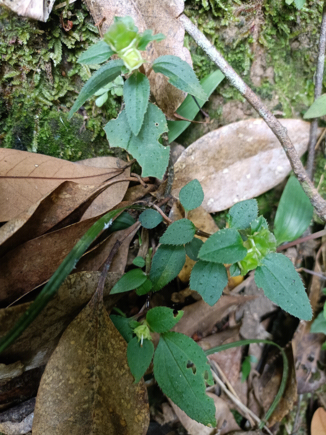 肝炎草的功效与作用图片