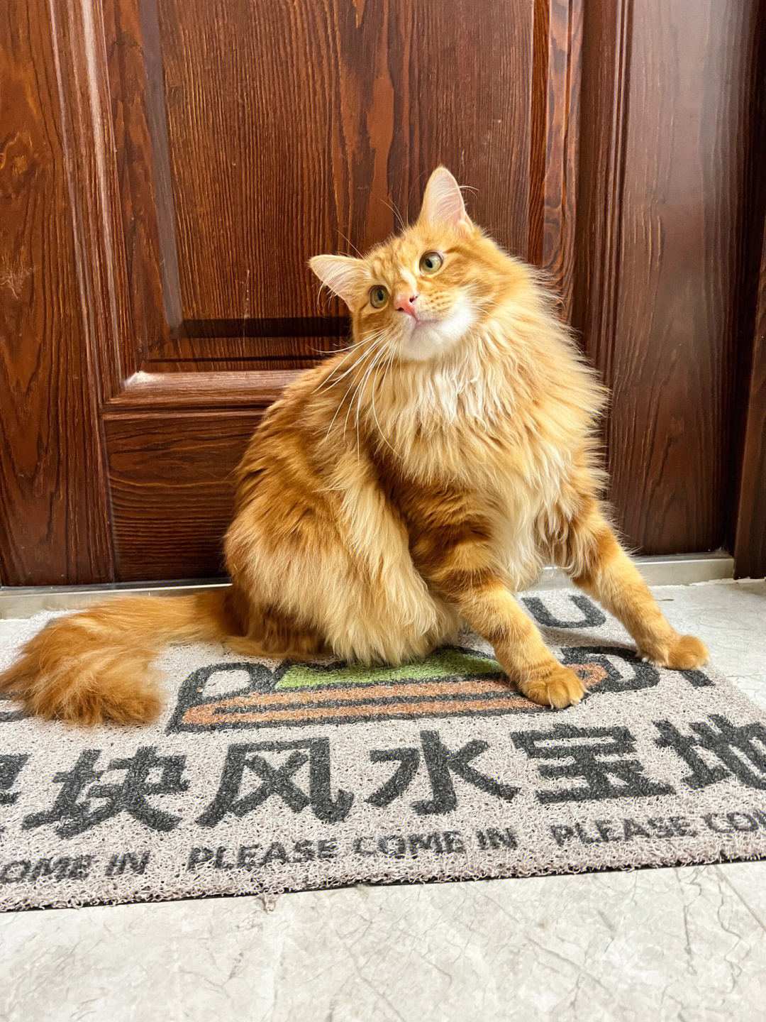 长毛田园猫特征图片