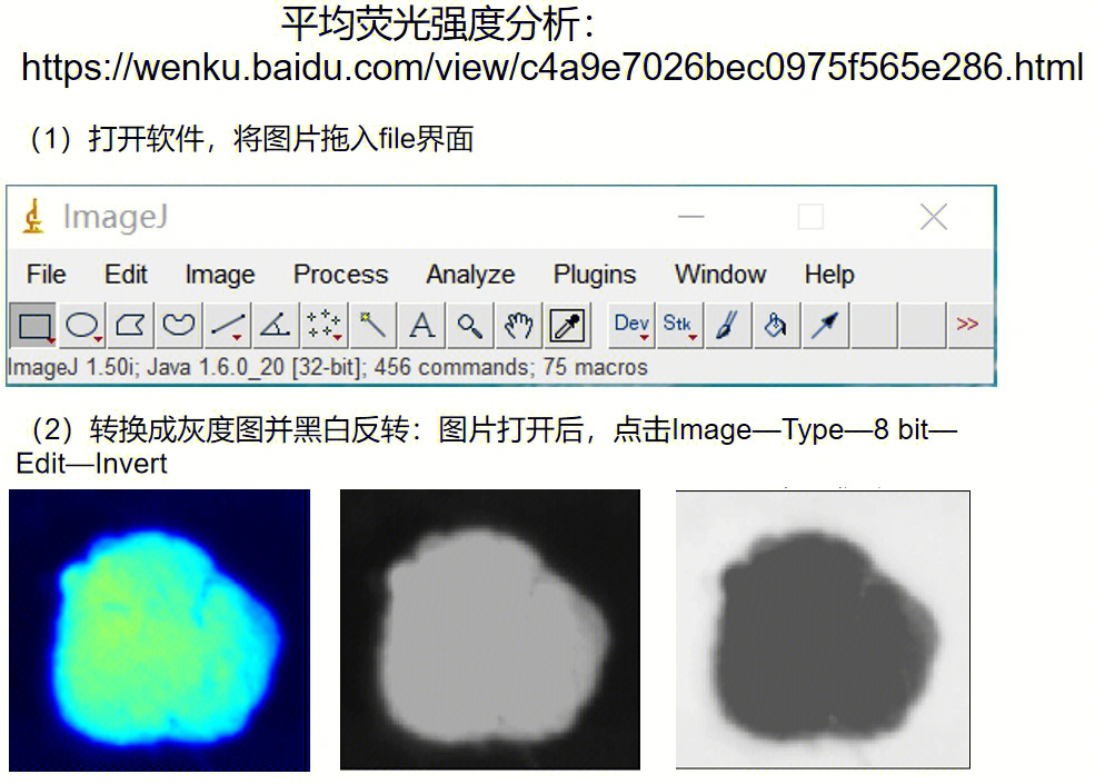 数据处理2imagej分析平均荧光强度