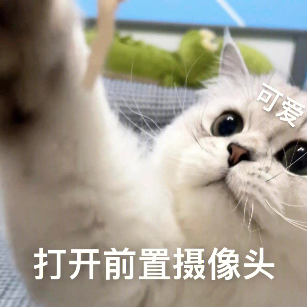 可爱猫猫表情包1000530968