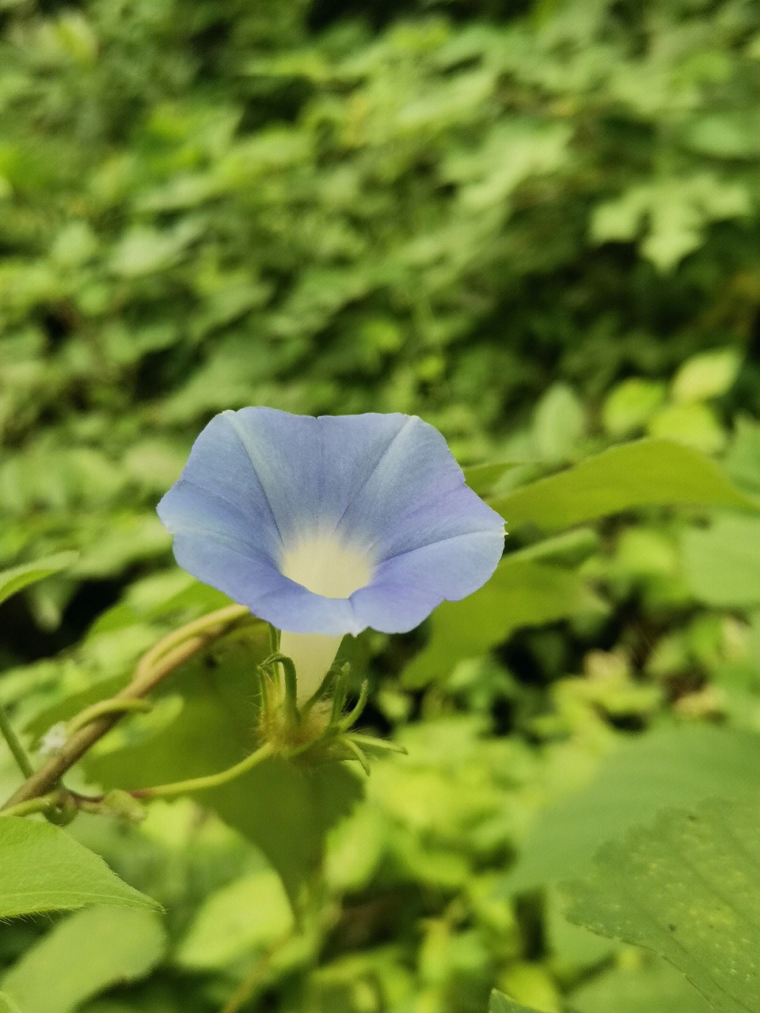 夏日植物牵牛花