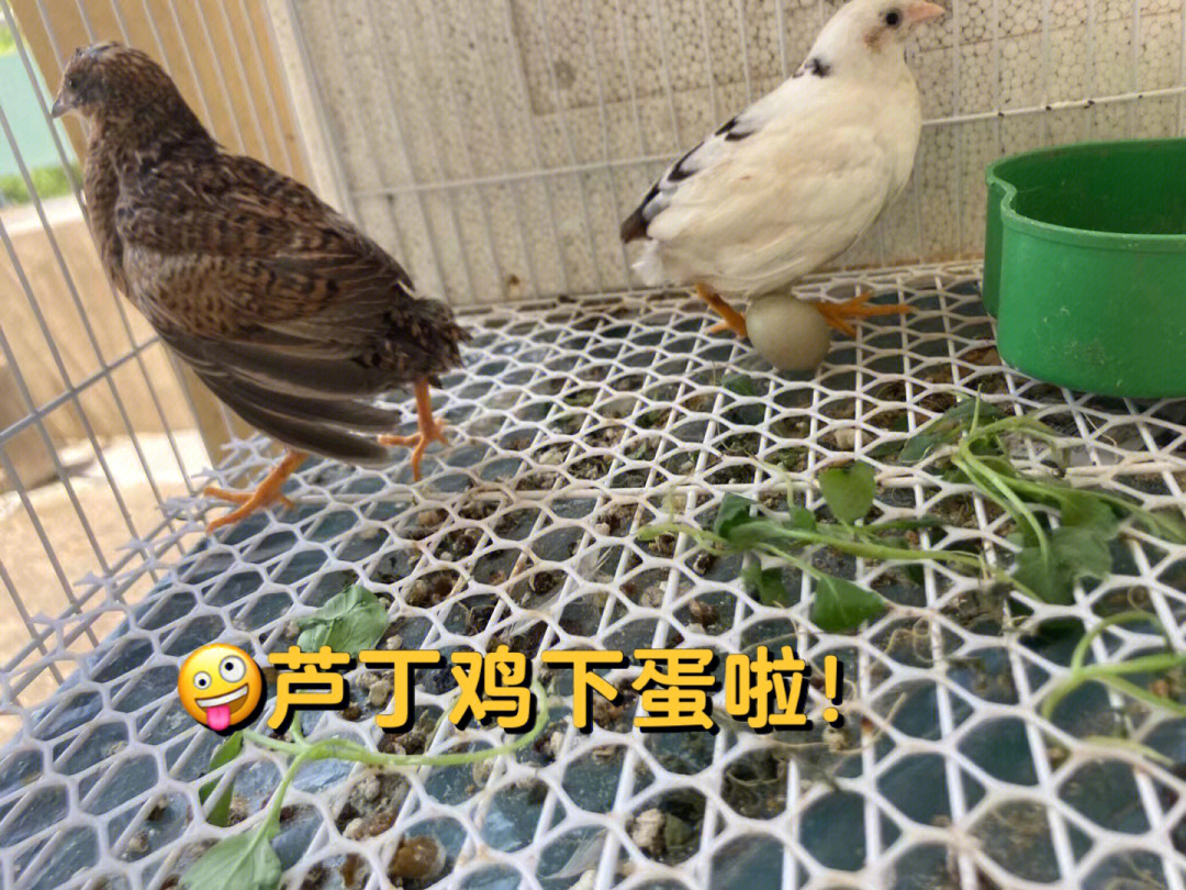 芦丁鸡怎么照蛋图片