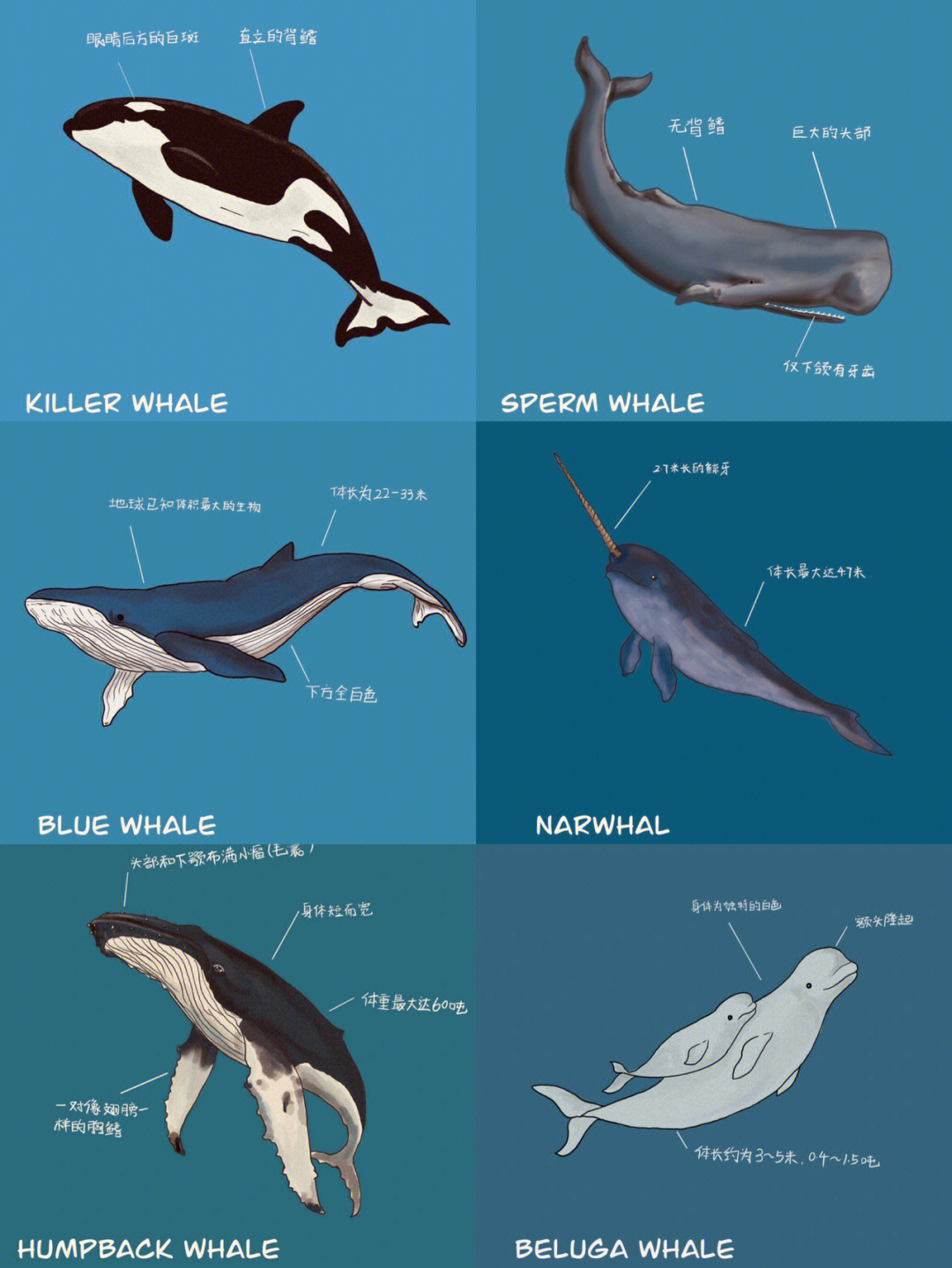 鲸鱼各部位名称图片
