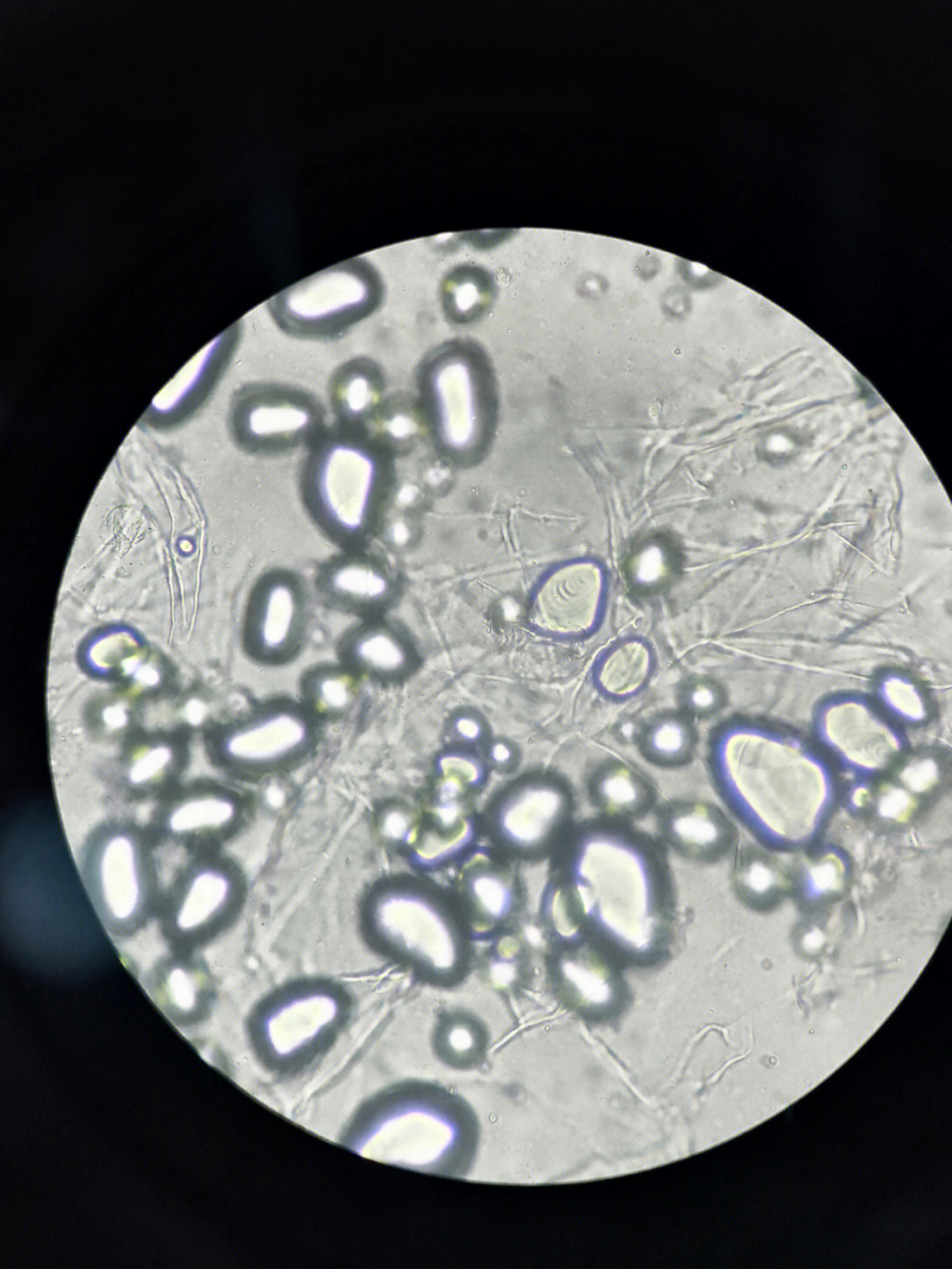 土豆细胞显微镜图图片