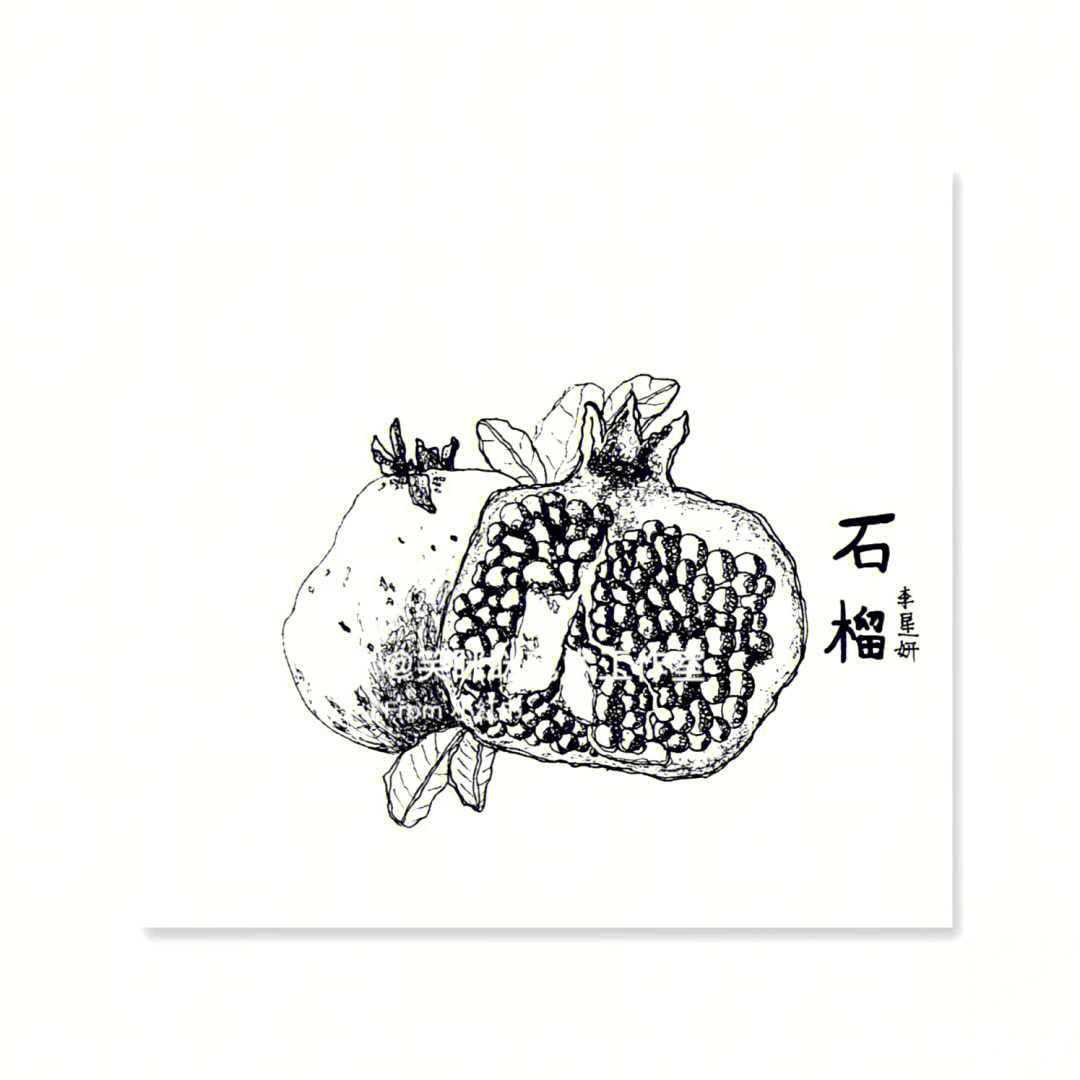 石榴树线描画图片