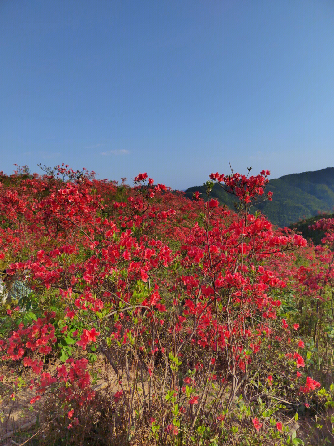 笔记灵感#美丽乡村大太阳的,久负盛名的帽子领映山红基地,太晒了