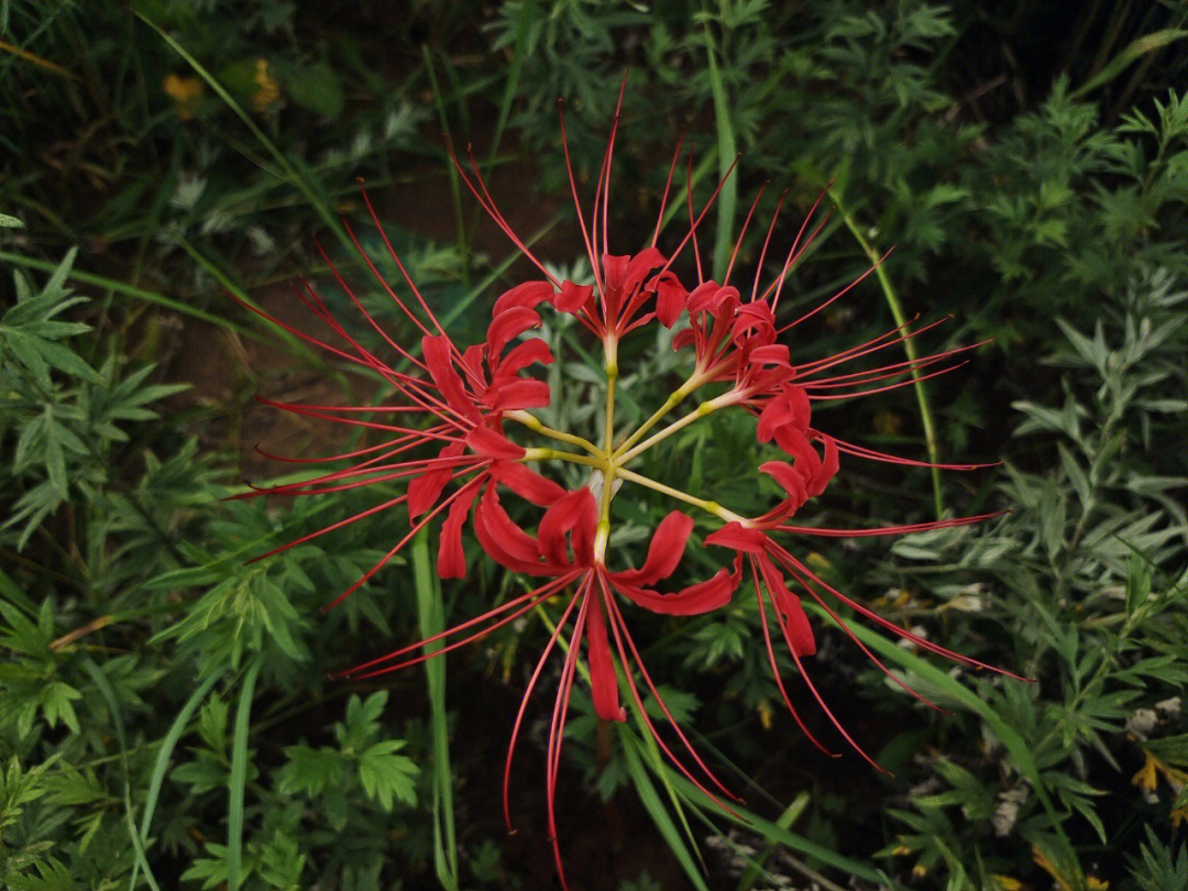 这是彼岸花开的季节彼岸花│石蒜科│石蒜属的多年生草本植物花开叶不