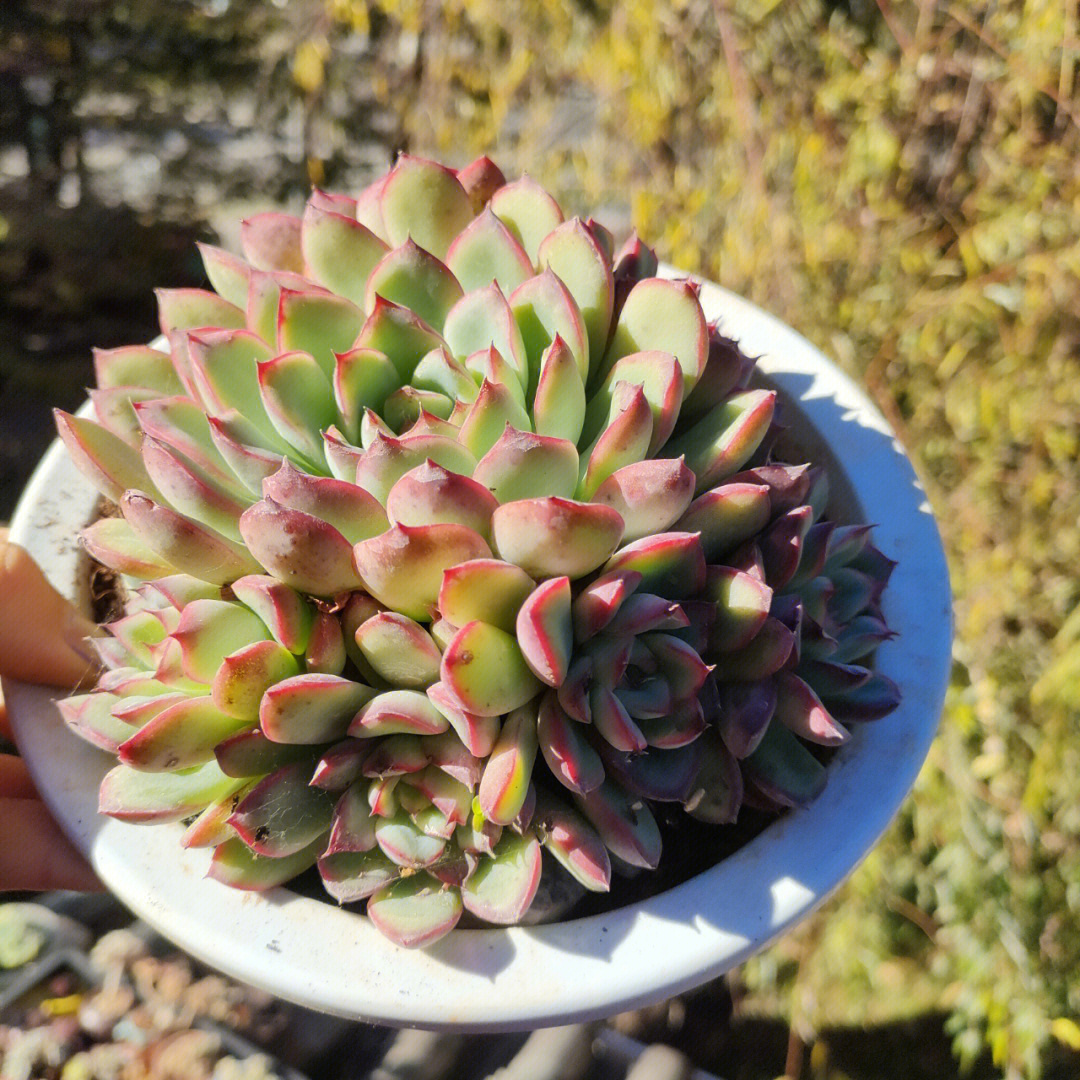 荷花多肉状态图图片