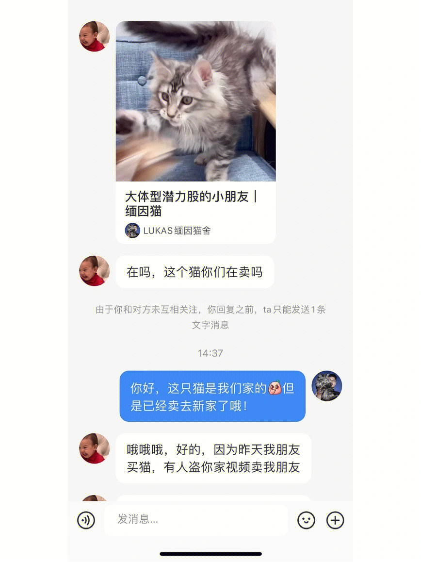 怎么买猫便宜图片