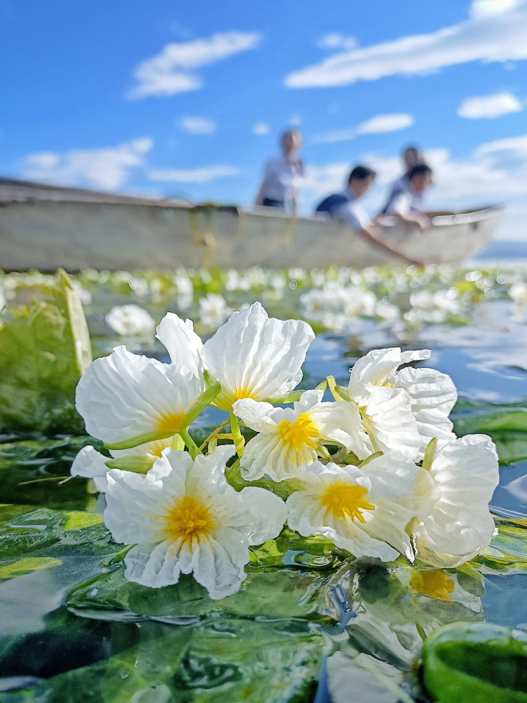 大理洱海宛如仙境的海菜花