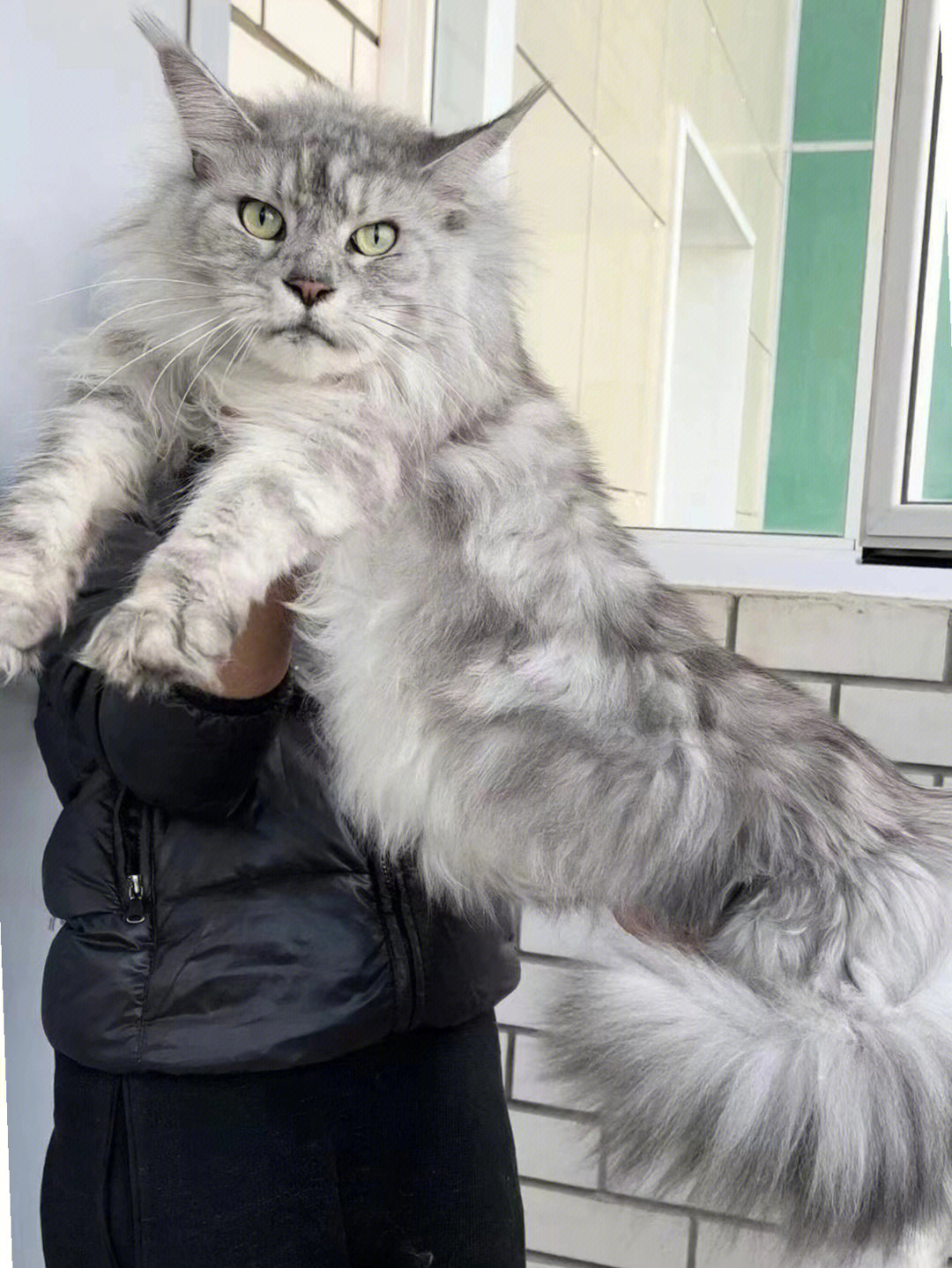 体型最大的猫图片