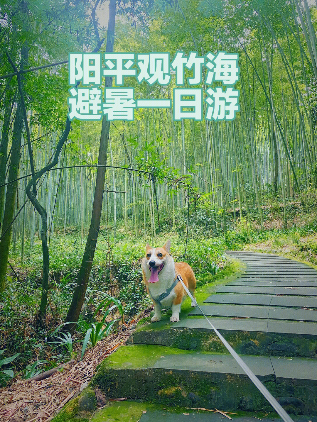 成都周边一日游～彭州阳平观竹海避暑打卡