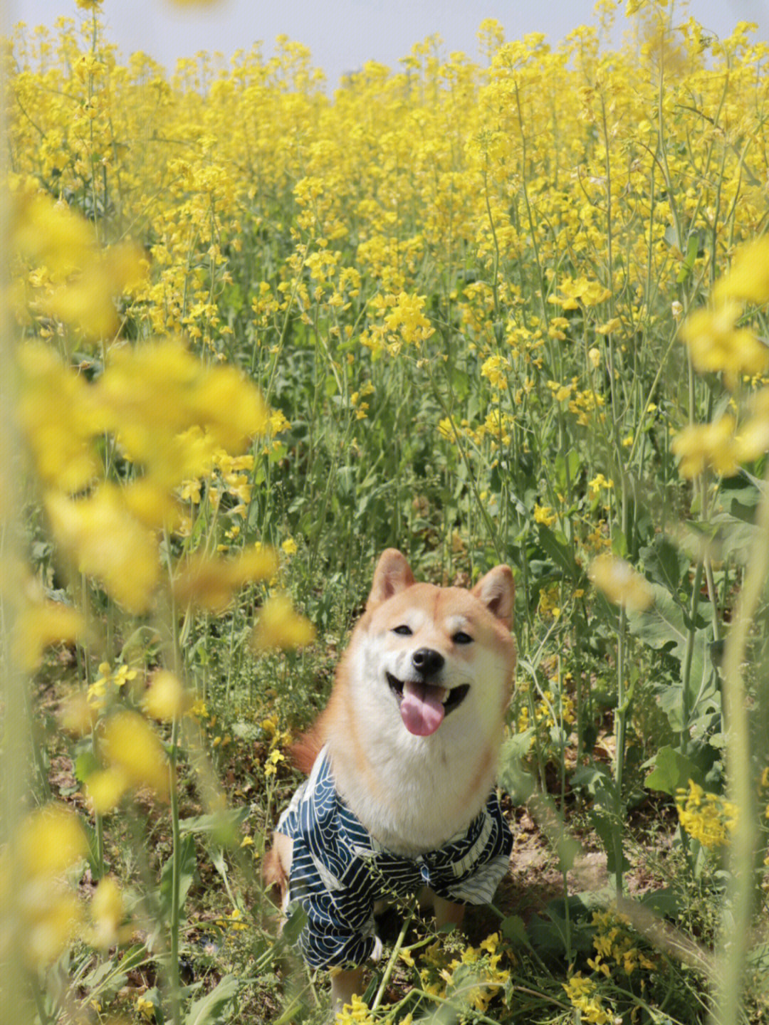 西安哮天犬宠物公园图片