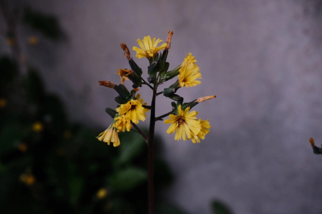 墙角的花,你孤芳自赏时,世界便小了