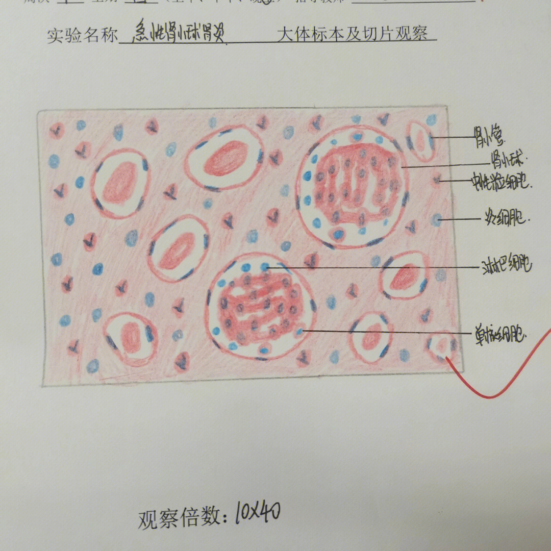 肾小管红蓝铅笔图图片