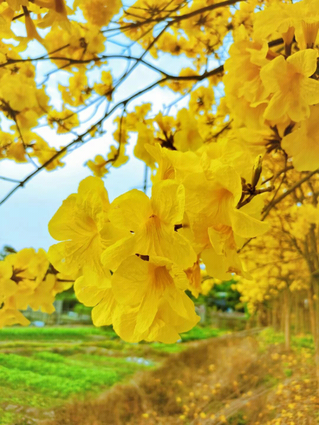 黄风铃花图片 花语图片