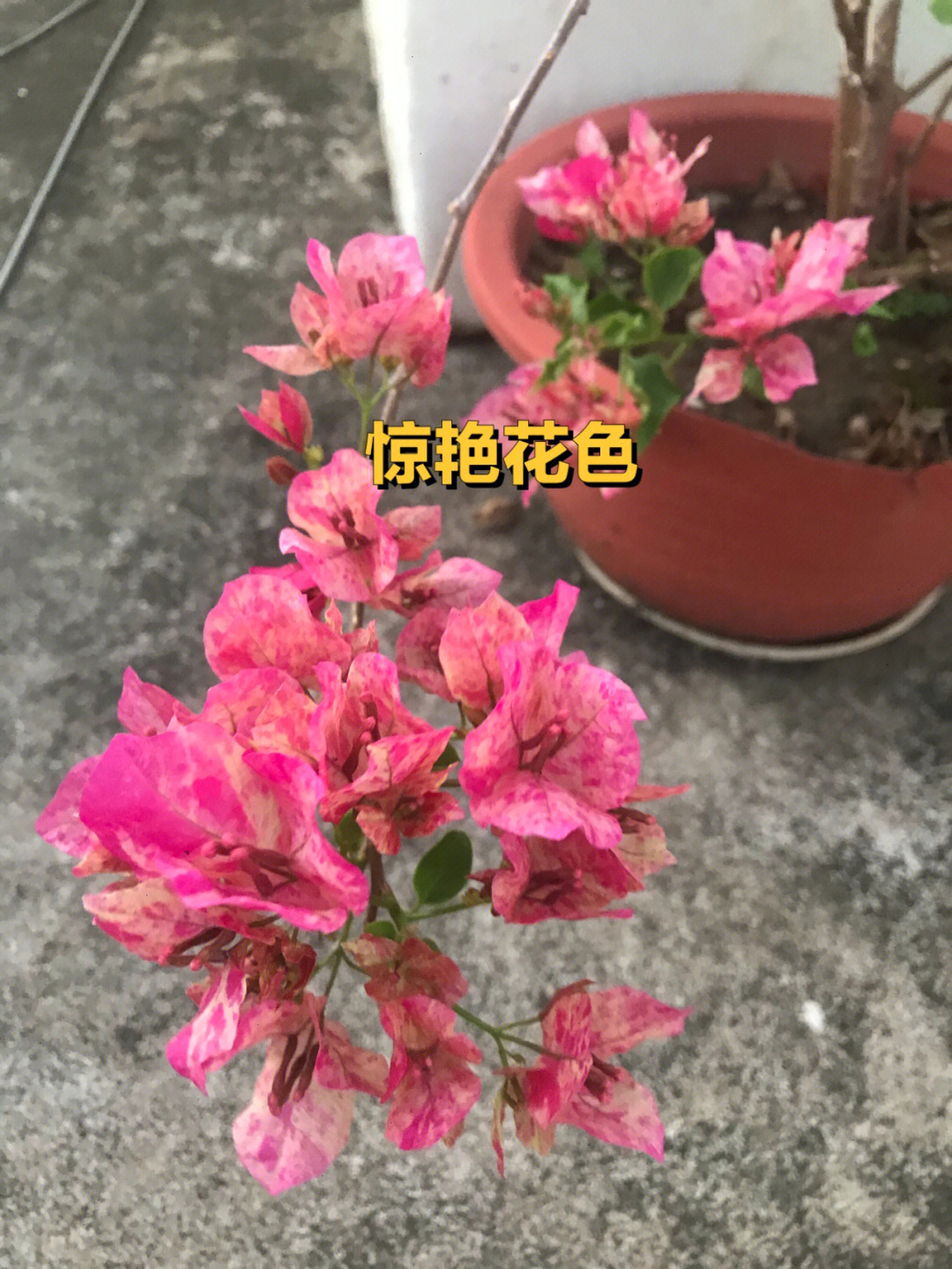 索菲亚三角梅花开惊艳让人惊艳了时光和喜悦