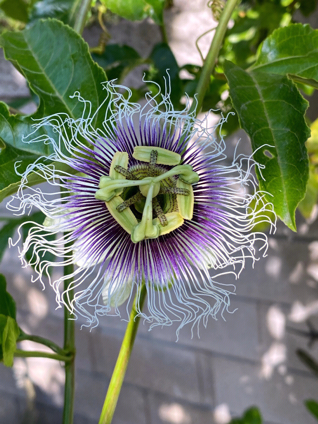 百香果花图片结构图图片