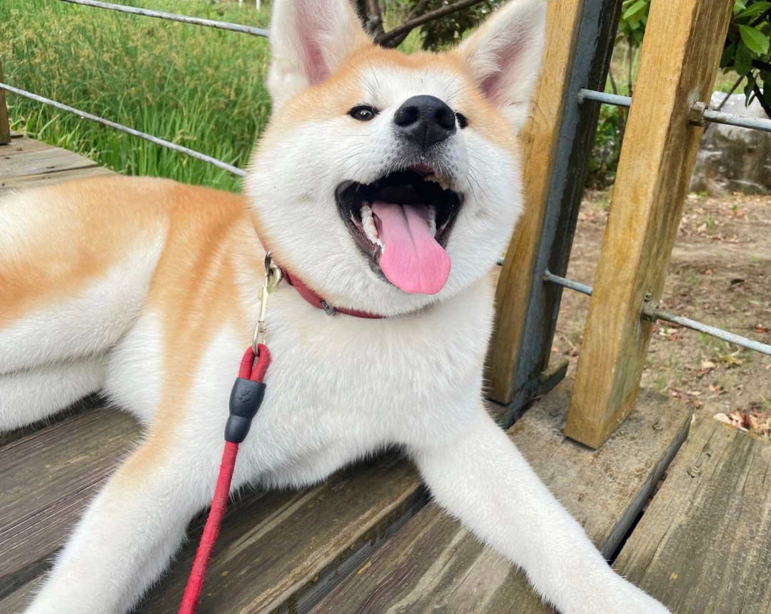 有一只爱笑的秋田狗子是什么体验