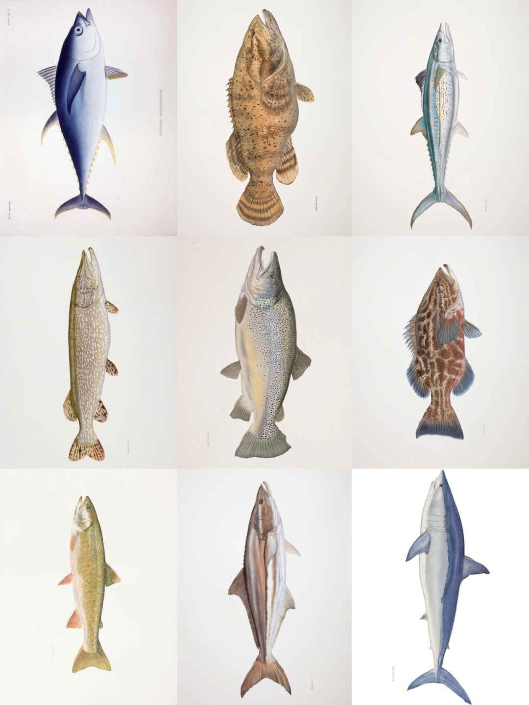 鱼的名字第一行从左至右:金枪鱼,石斑鱼,鲅鱼第二行从左至右:狗鱼