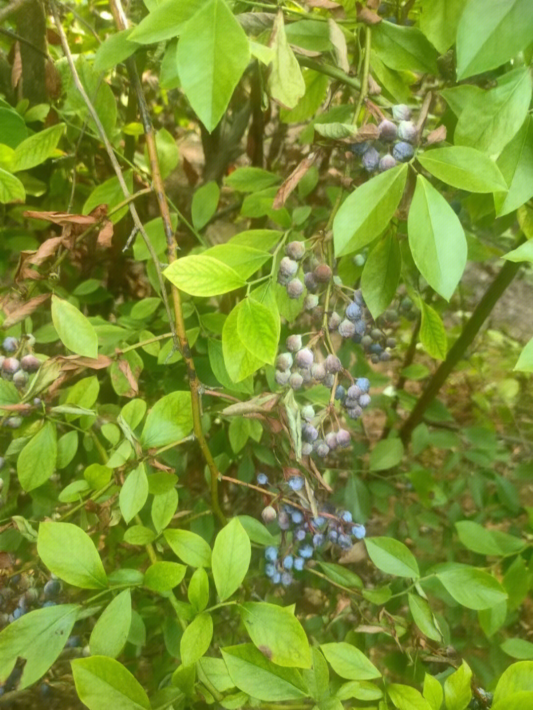 蓝莓被晒成蓝莓干了