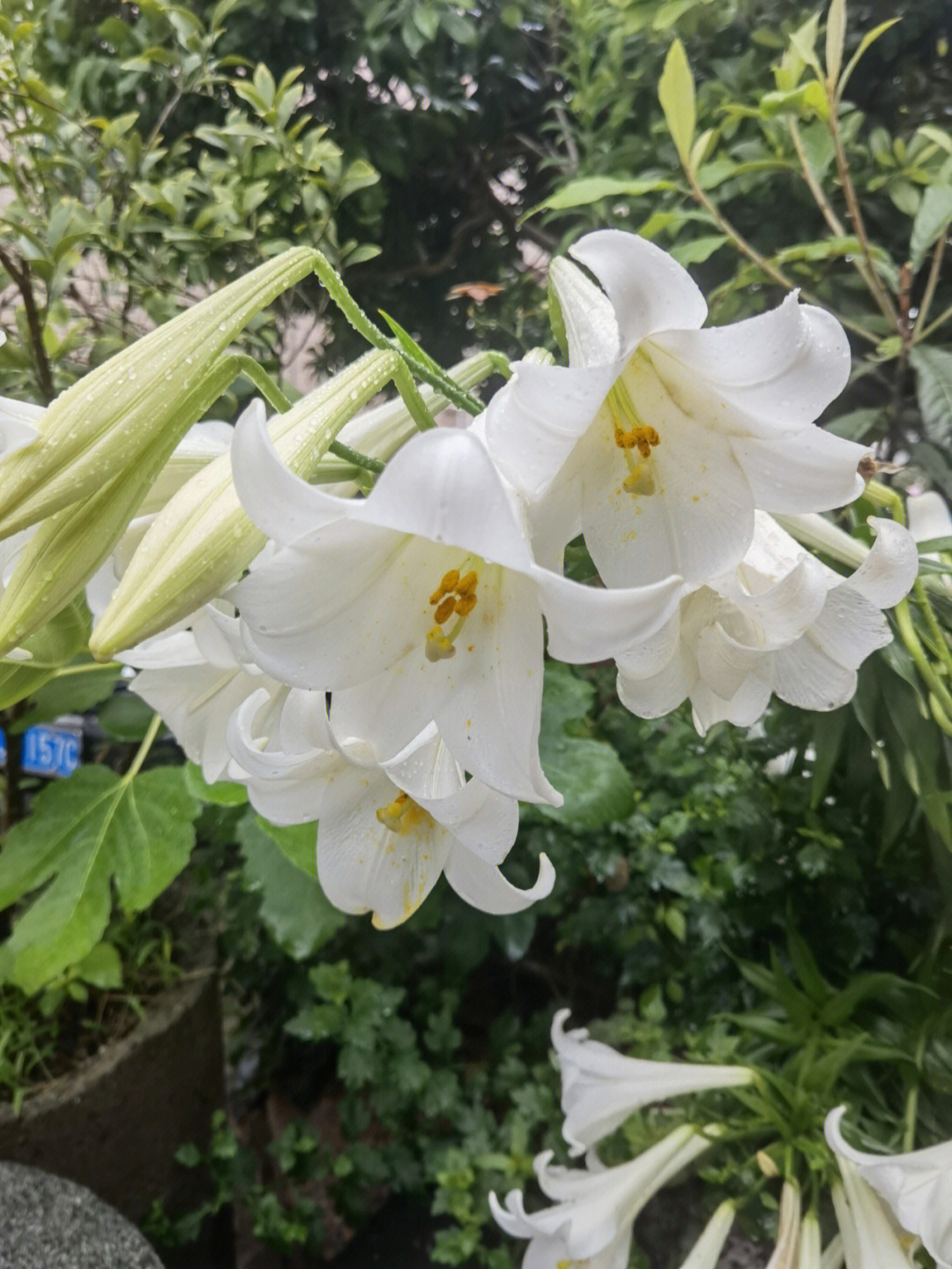 百合花的生活环境图片