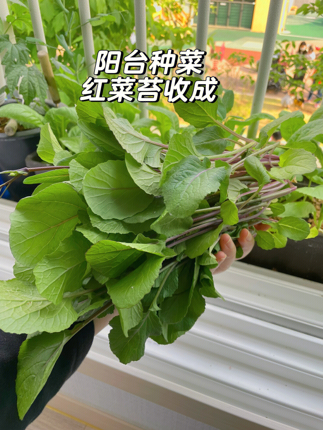 阳台种菜之红菜苔收成