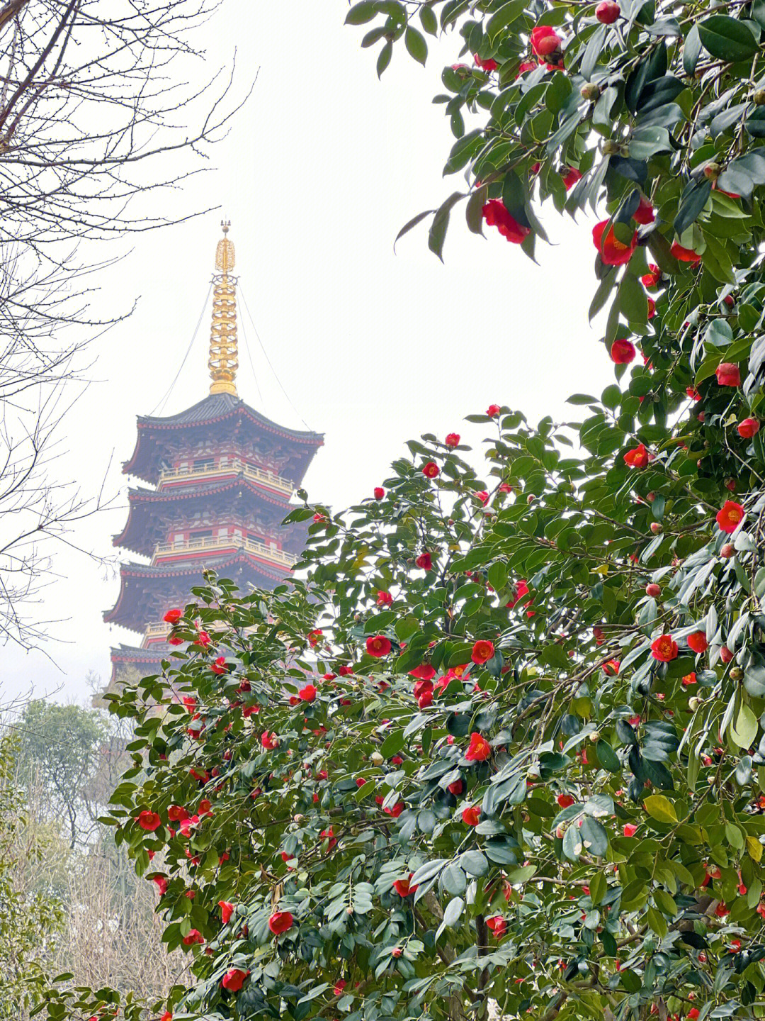 温州市市花图片