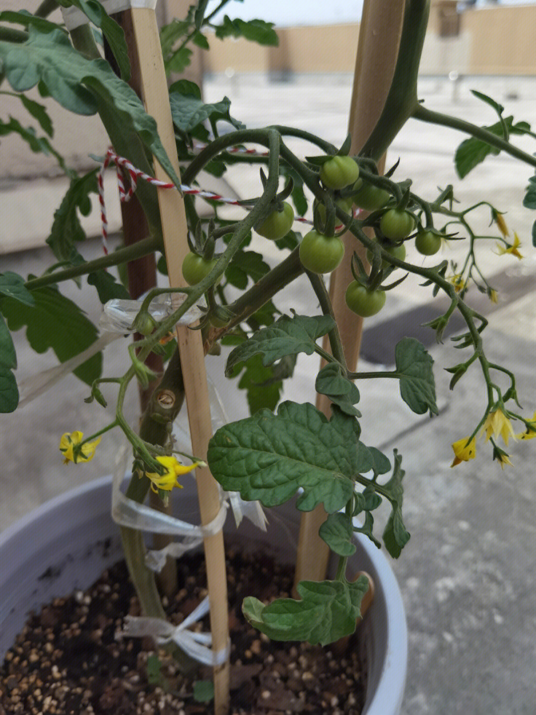 番茄的种植过程图片