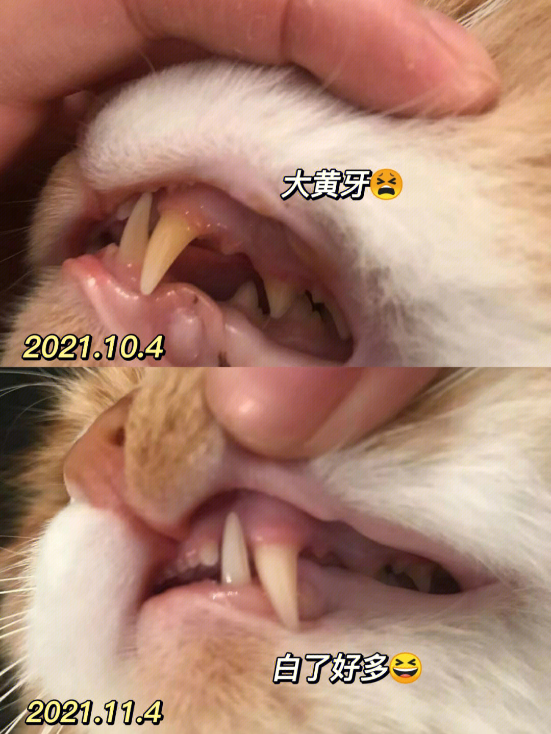 猫咪年龄对照表牙齿图片