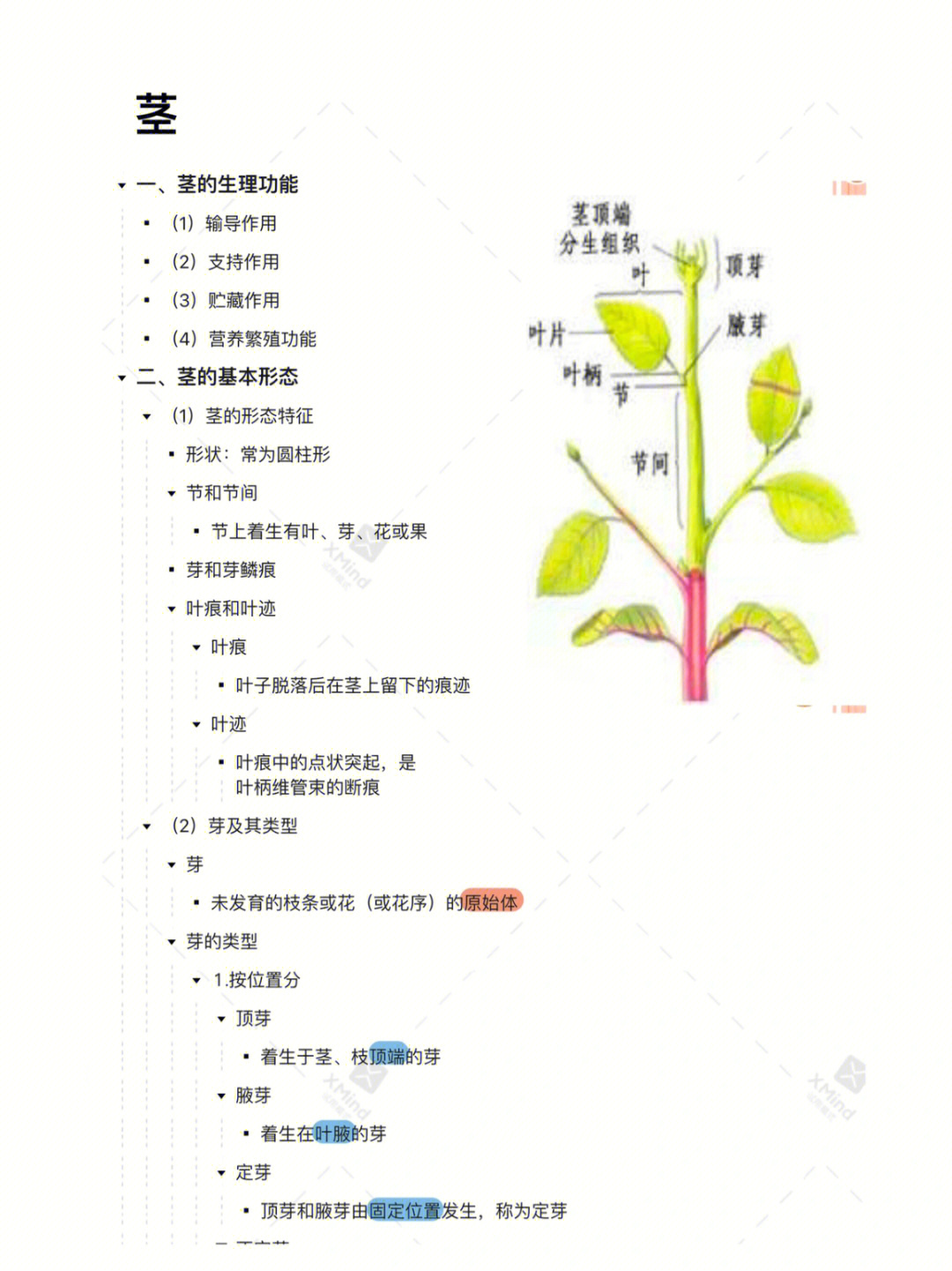 植物茎的结构图及作用图片