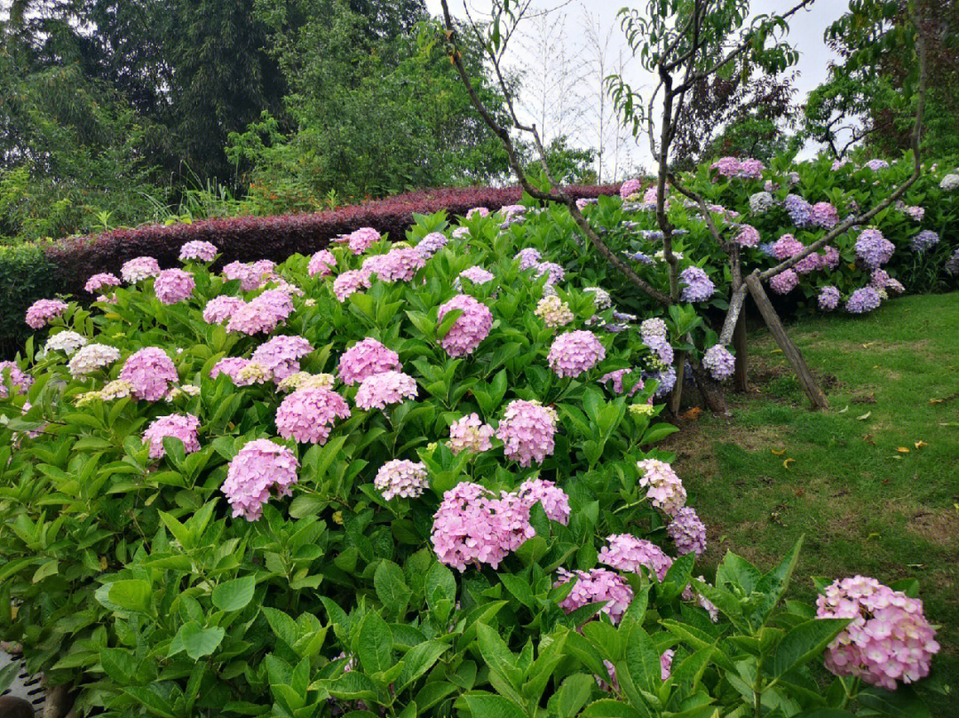 圆博园盛开的绣球花