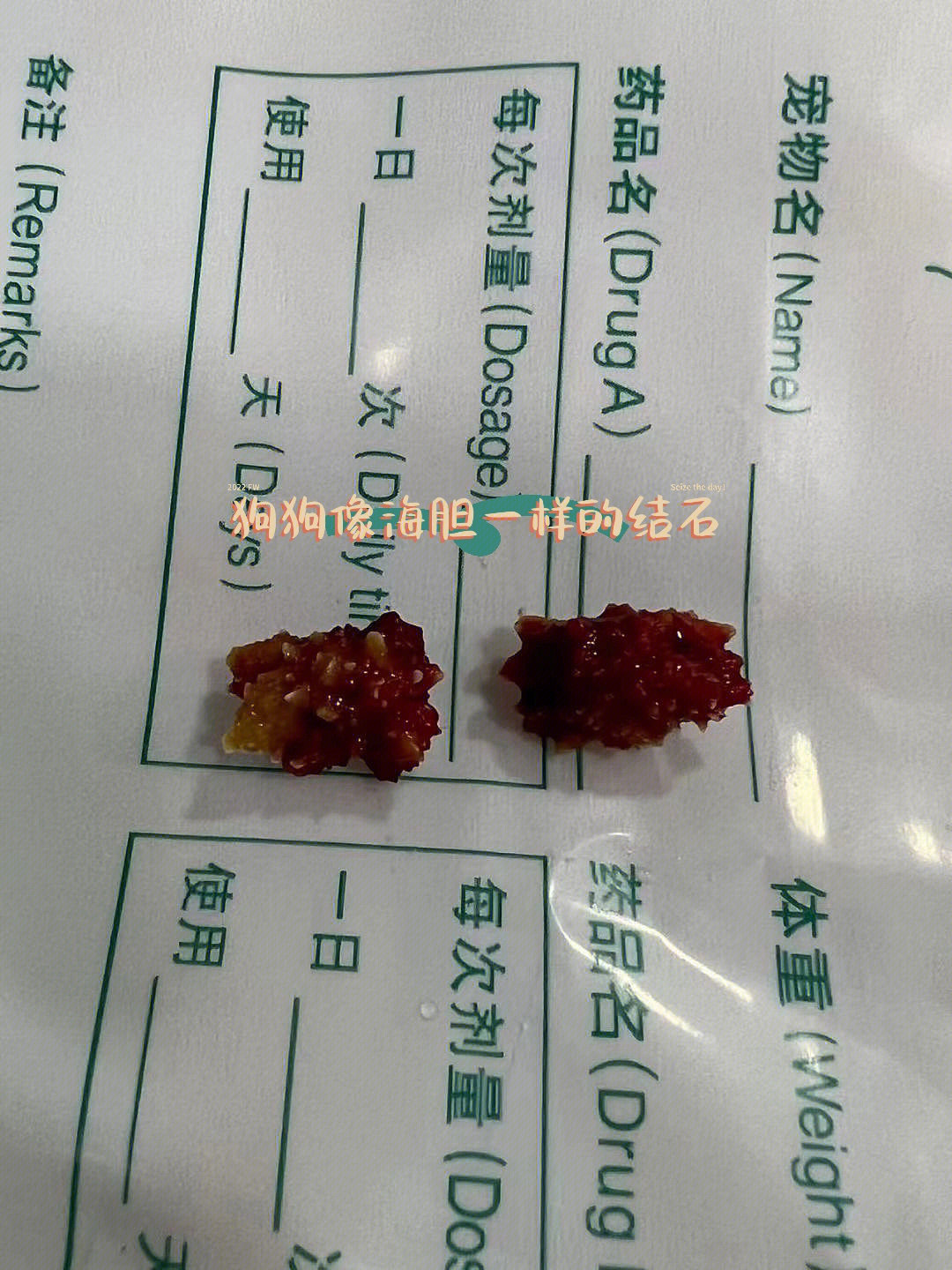 犬膀胱结石种类图片