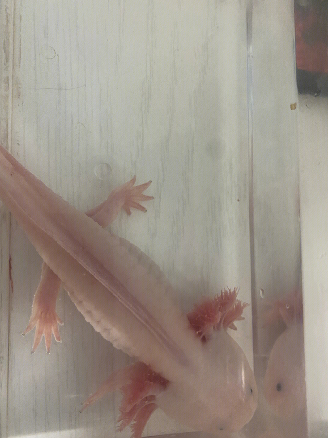 六角龙鱼败血症图片图片