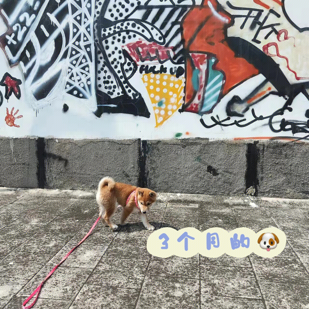 柴犬