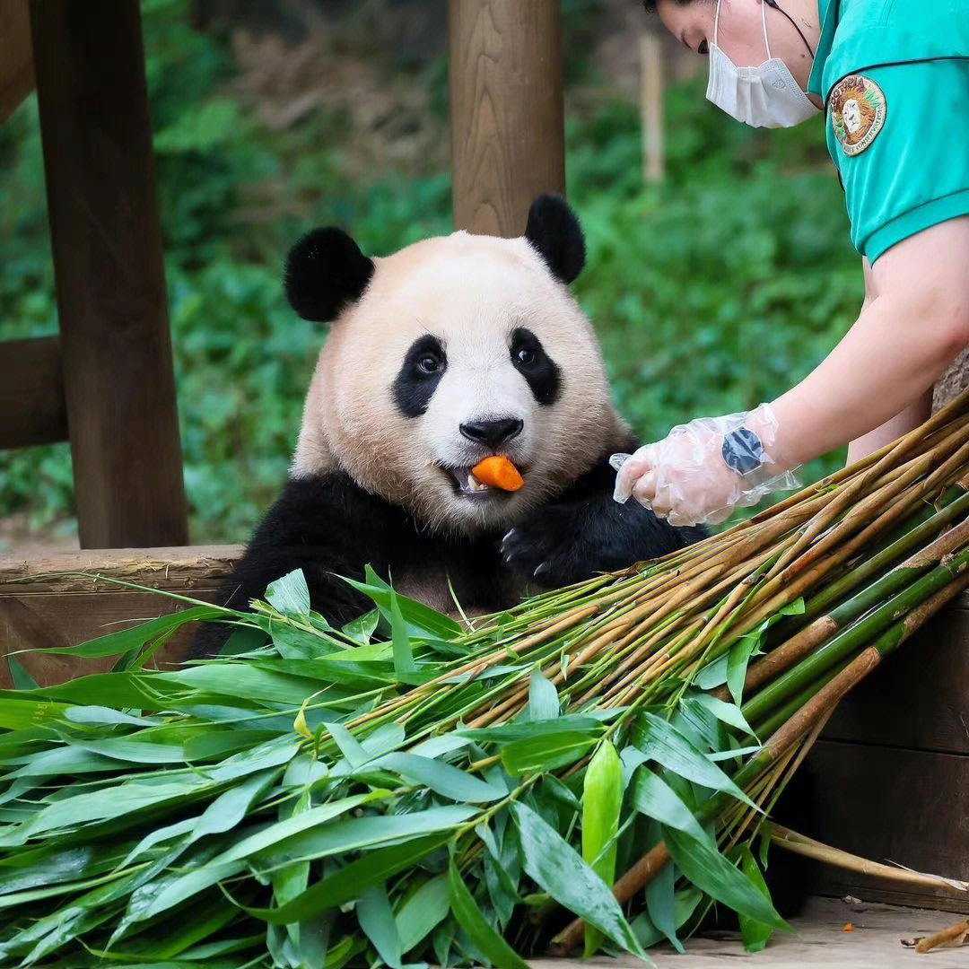 熊猫掌力多大图片