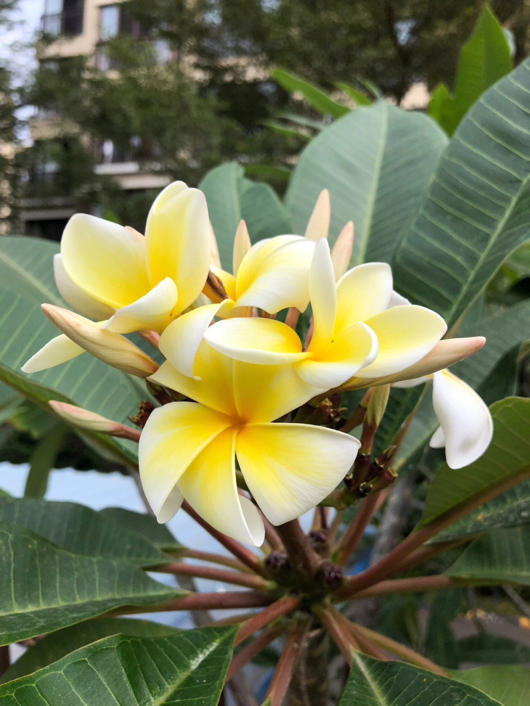 海南岛花卉图片及名称图片