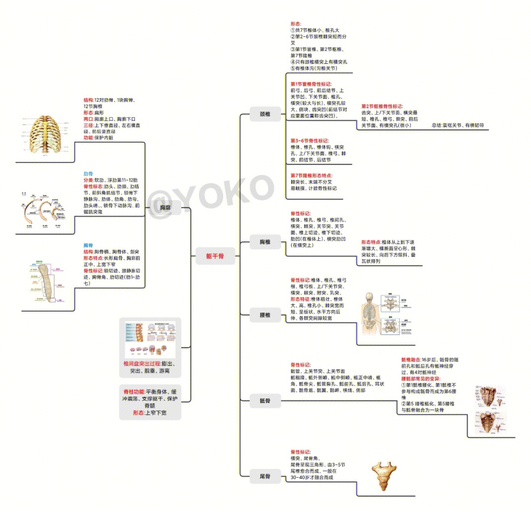 人体骨骼结构思维导图图片