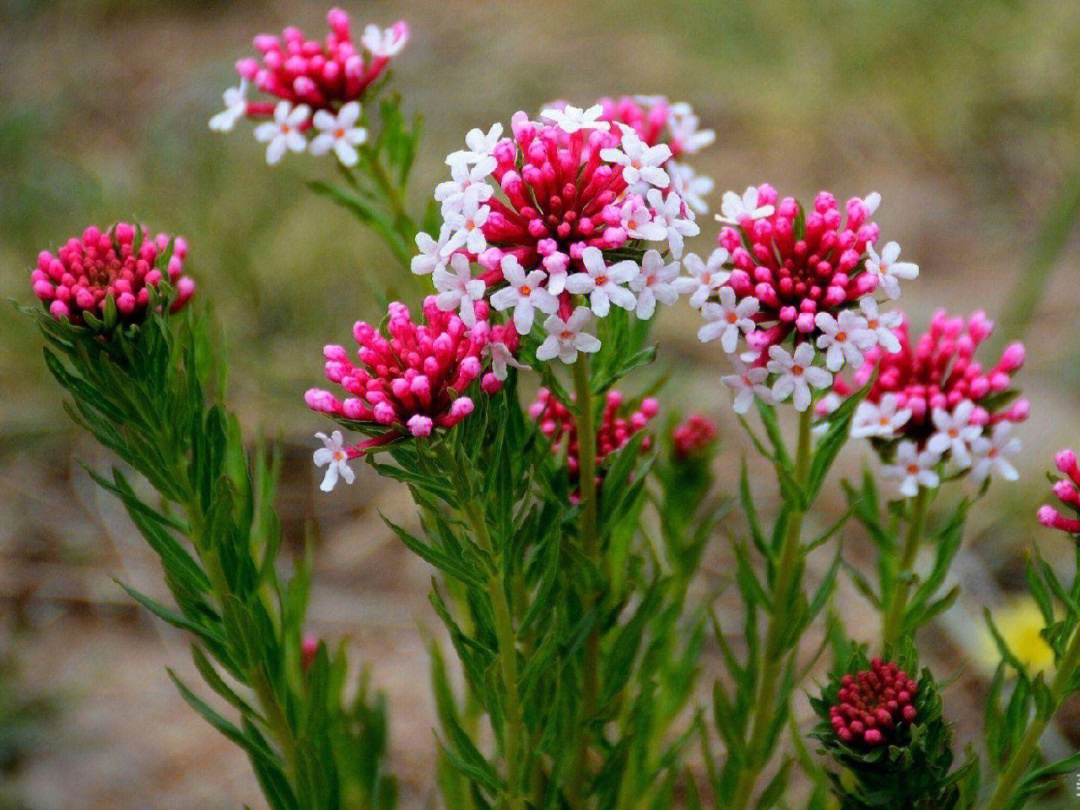 狼毒花