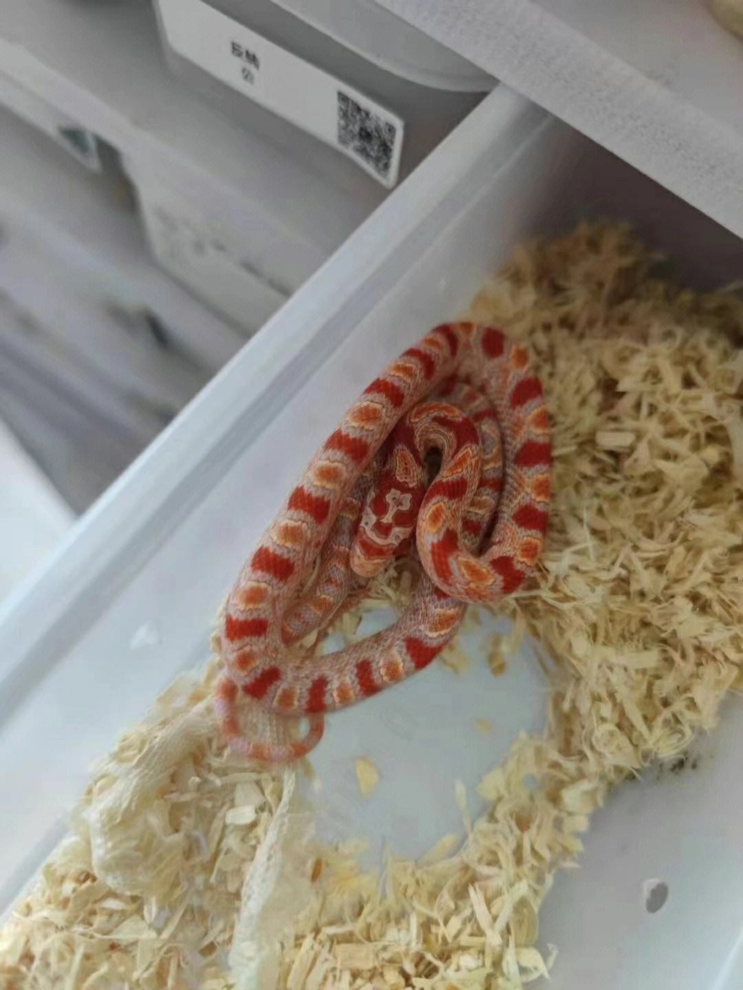 白化红玉米蛇价格图片