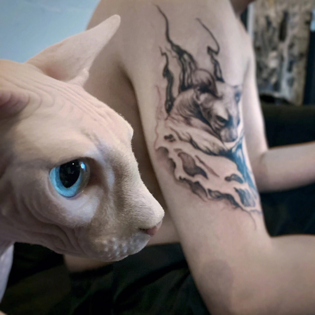 斯芬克斯猫纹身花胸图片