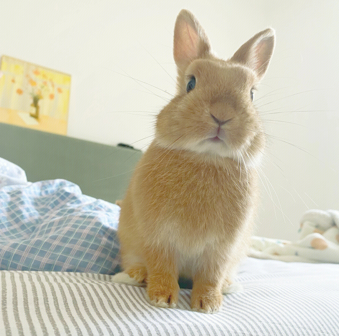 荷兰侏儒兔长大的样子图片