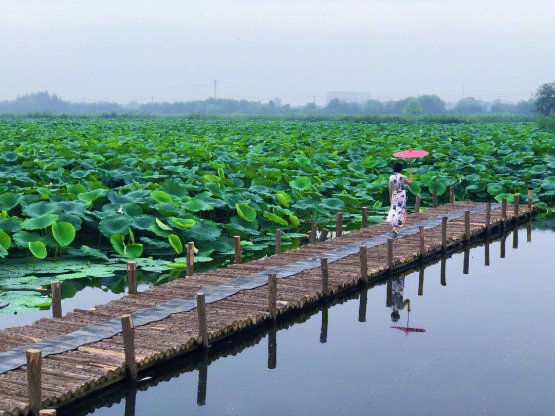 除去违建之后,荷塘广袤无际,蛙鸣鱼跃自由自在,荷花莲蓬尽情绽放