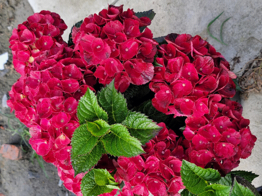 红色绣球花的花语图片